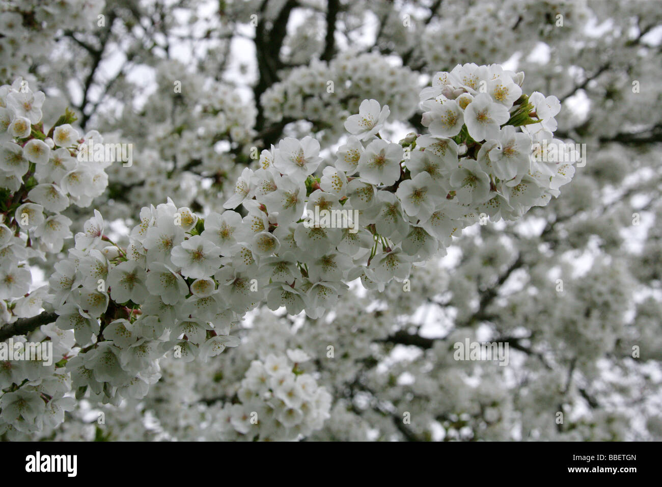 Flowering Fuji Cherry, Prunus 'Umineko', Rosaceae. A Fuji Cherry cultivar, Prunus incisa x Prunus speciosa. Stock Photo