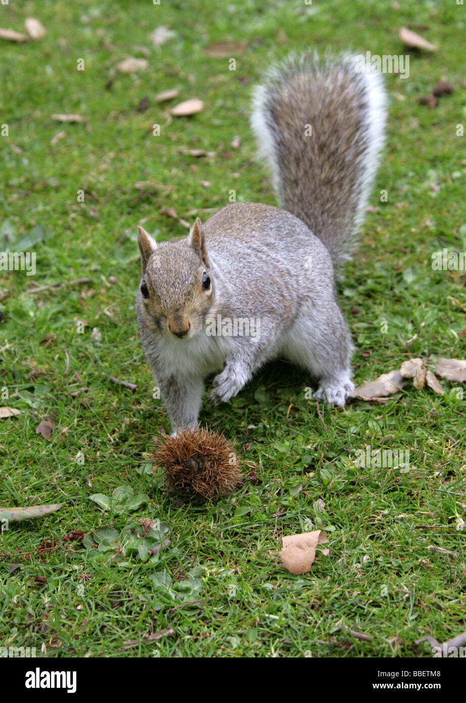 Grey Squirrel, Sciurus carolinensis, Sciuridae Stock Photo