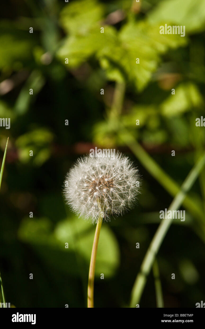 Seeds common dandelion hi-res stock photography and images - Alamy
