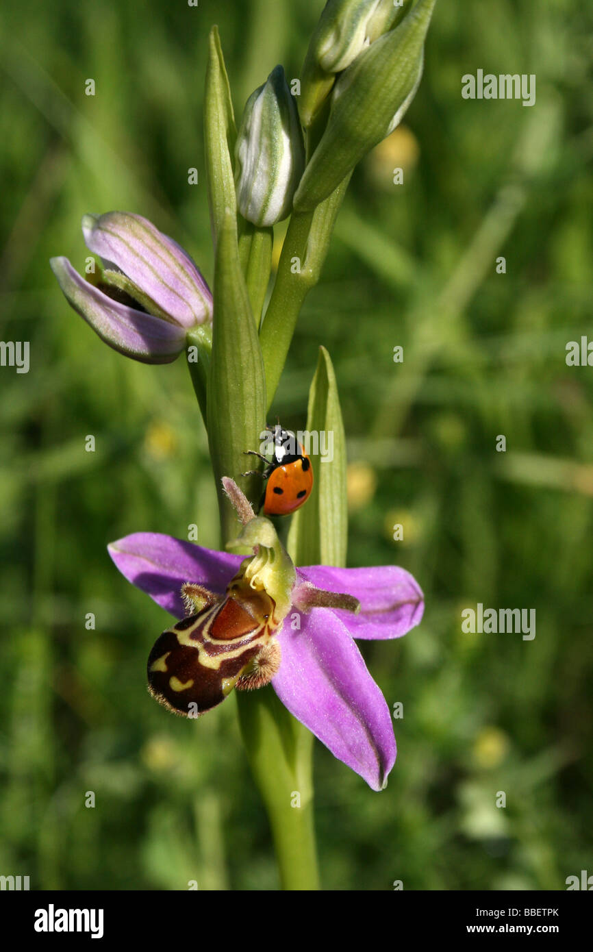 Bee Orchid Ophrys apifera With Seven-Spot Ladybird Coccinella septempunctata Stock Photo