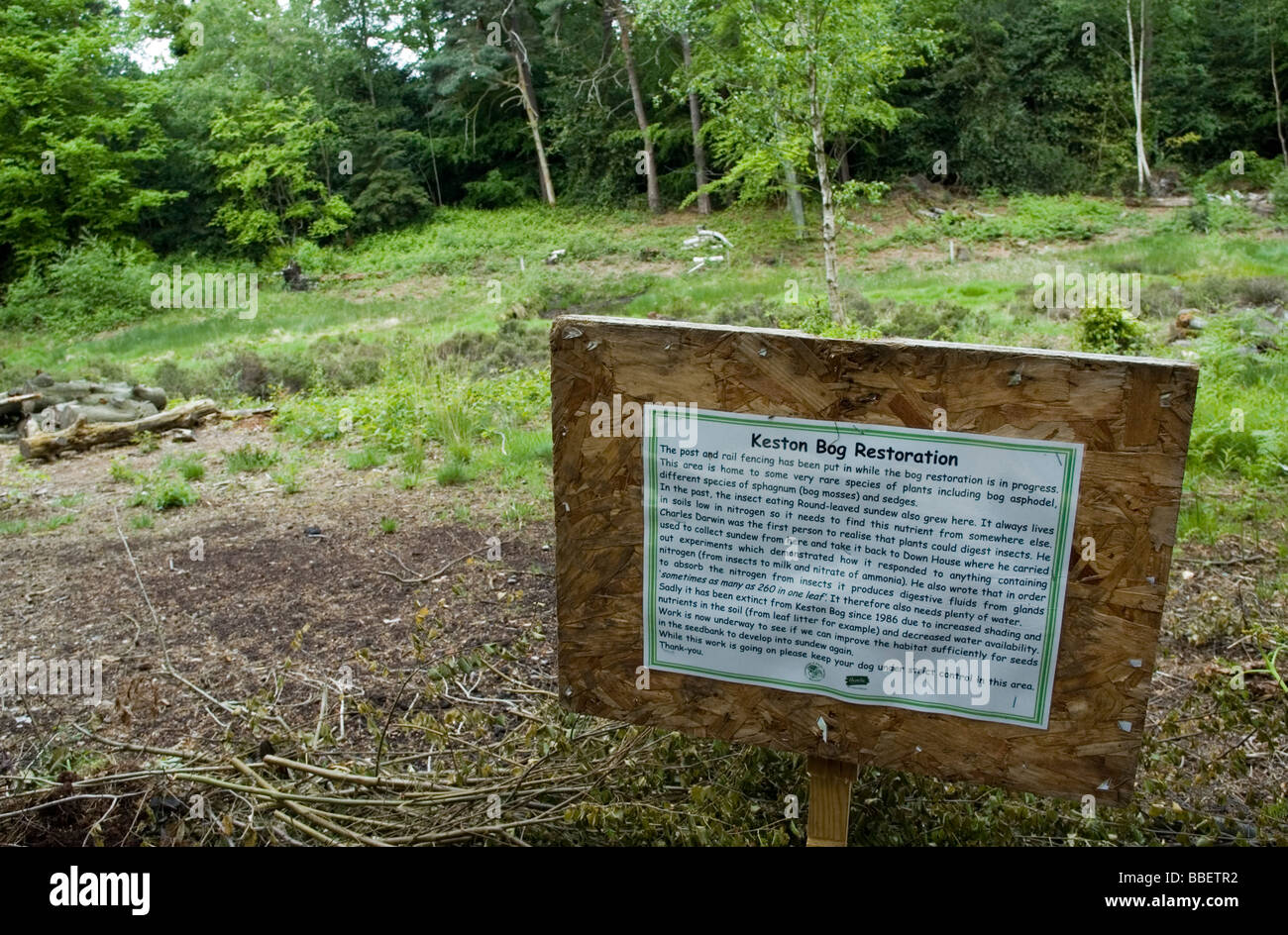 Restoration of Keston Bog, Kent. Stock Photo