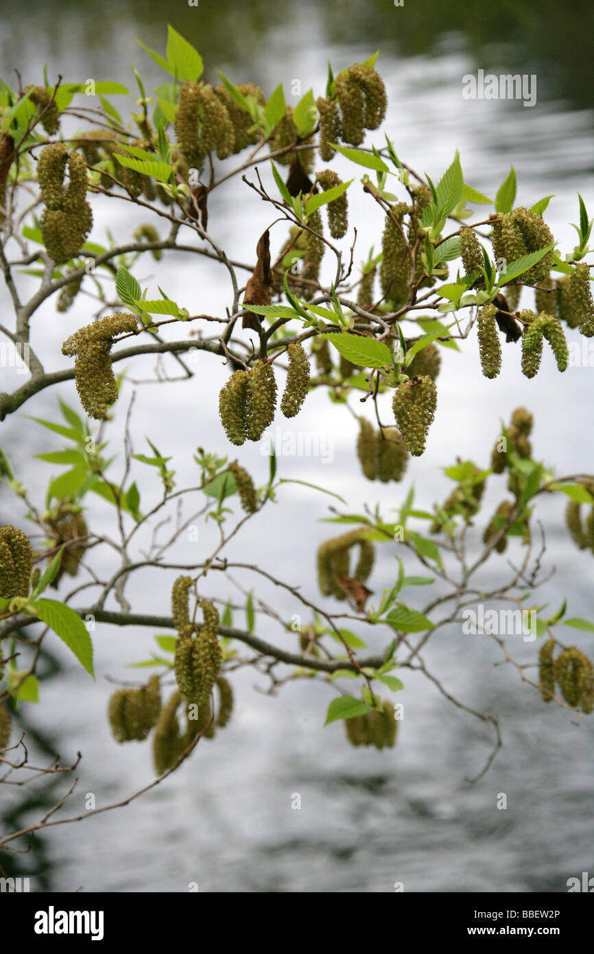 A Japanese Alder, Alnus sieboldiana, Betulaceae, Japan Stock Photo