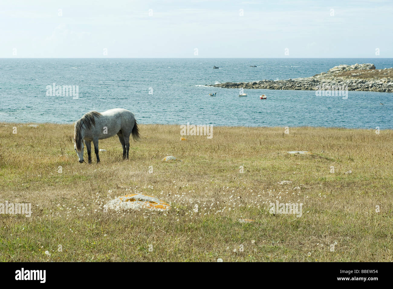 Horse grazing in field with sea in background Stock Photo