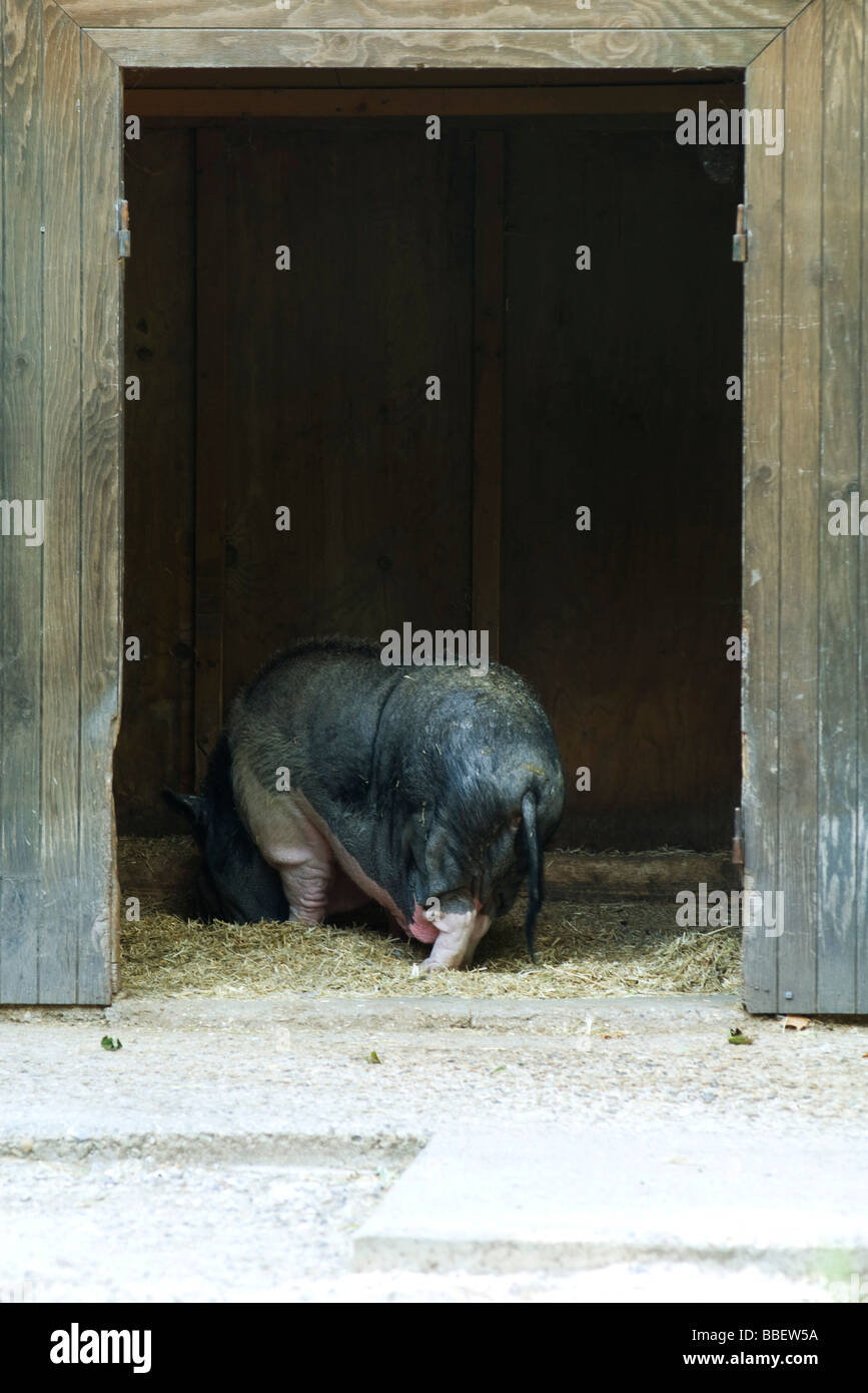 Large pig eating hay in barn, rear view Stock Photo Alamy