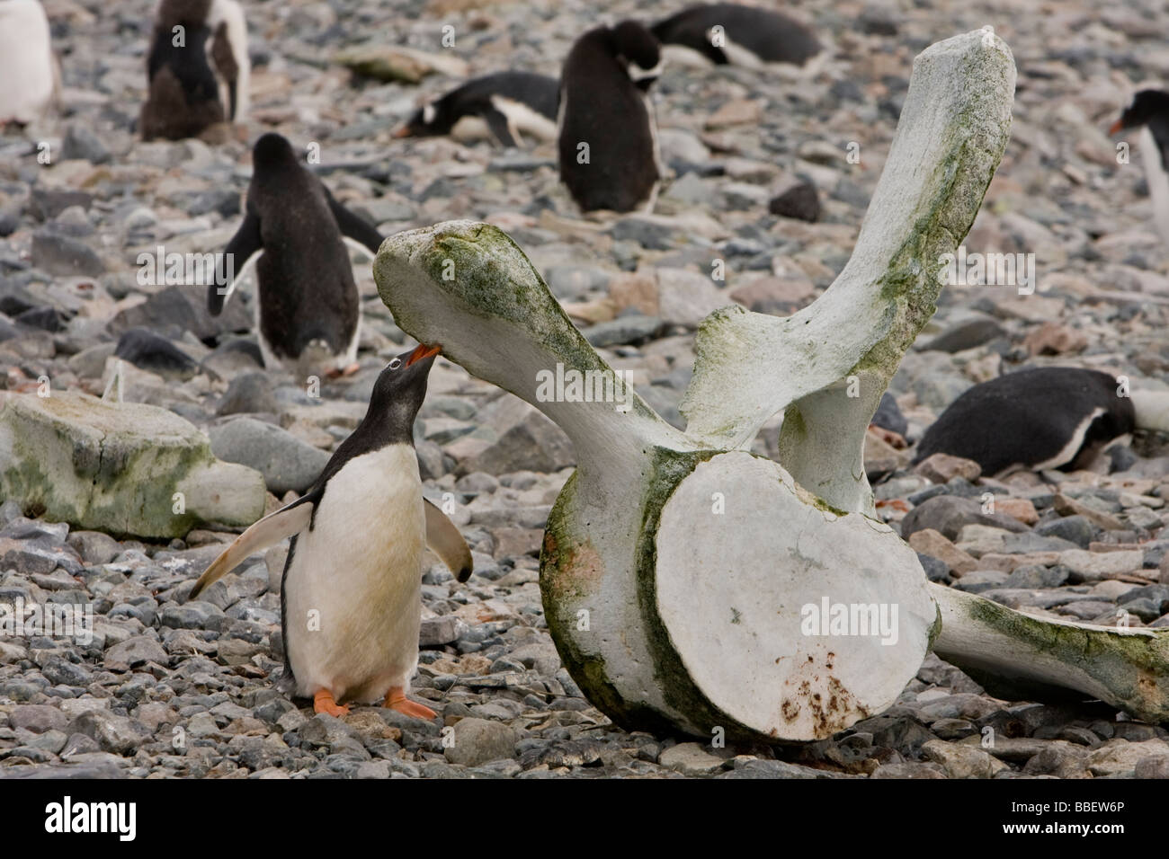 Gentoo Penguins Investigate Whale Bones on the Shore of Cuverville Island in the Antarctic Archipelago Stock Photo