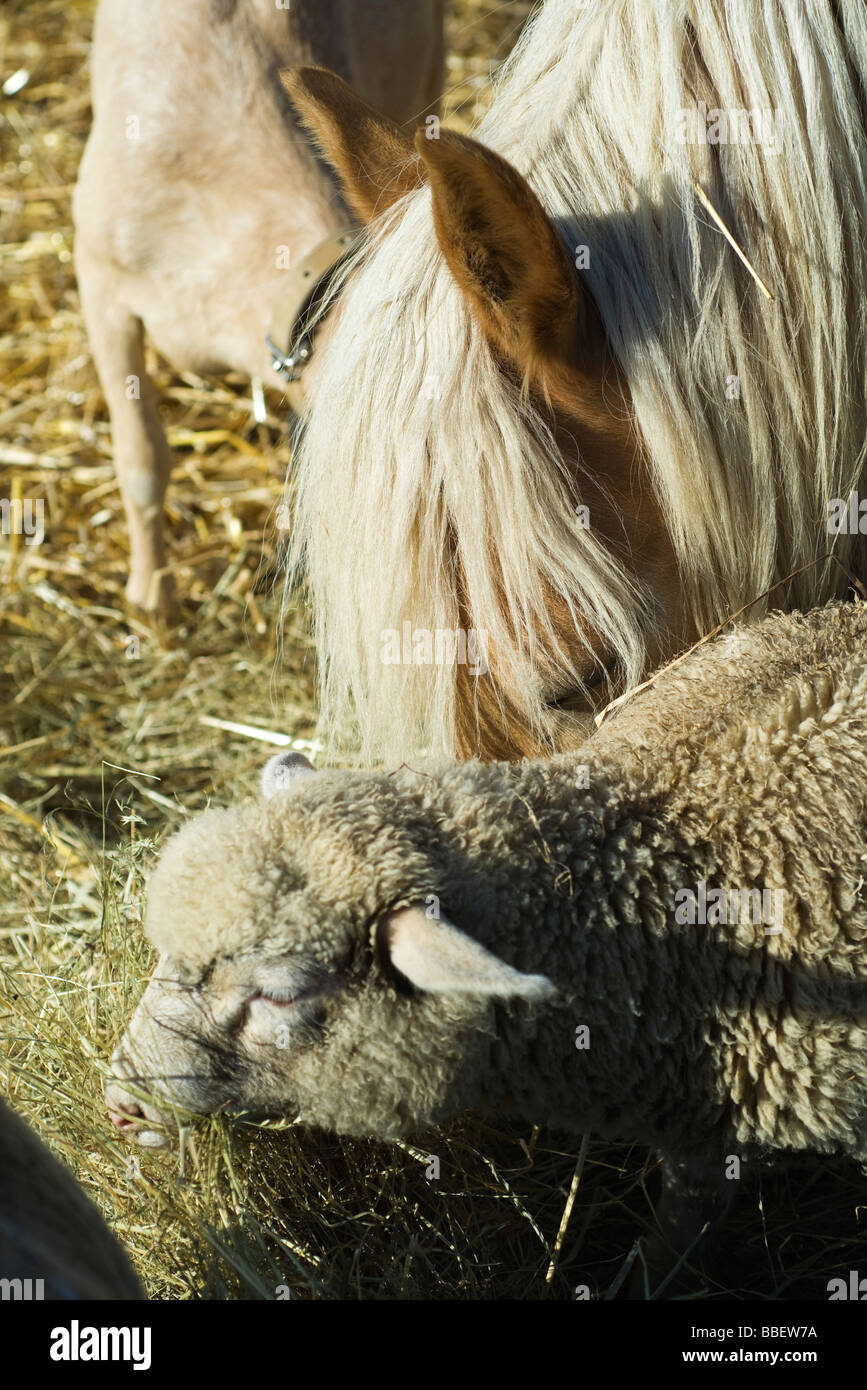 Farm animals eating hay, closeup Stock Photo Alamy