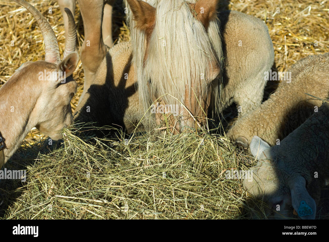 Farm animals eating hay, closeup Stock Photo Alamy