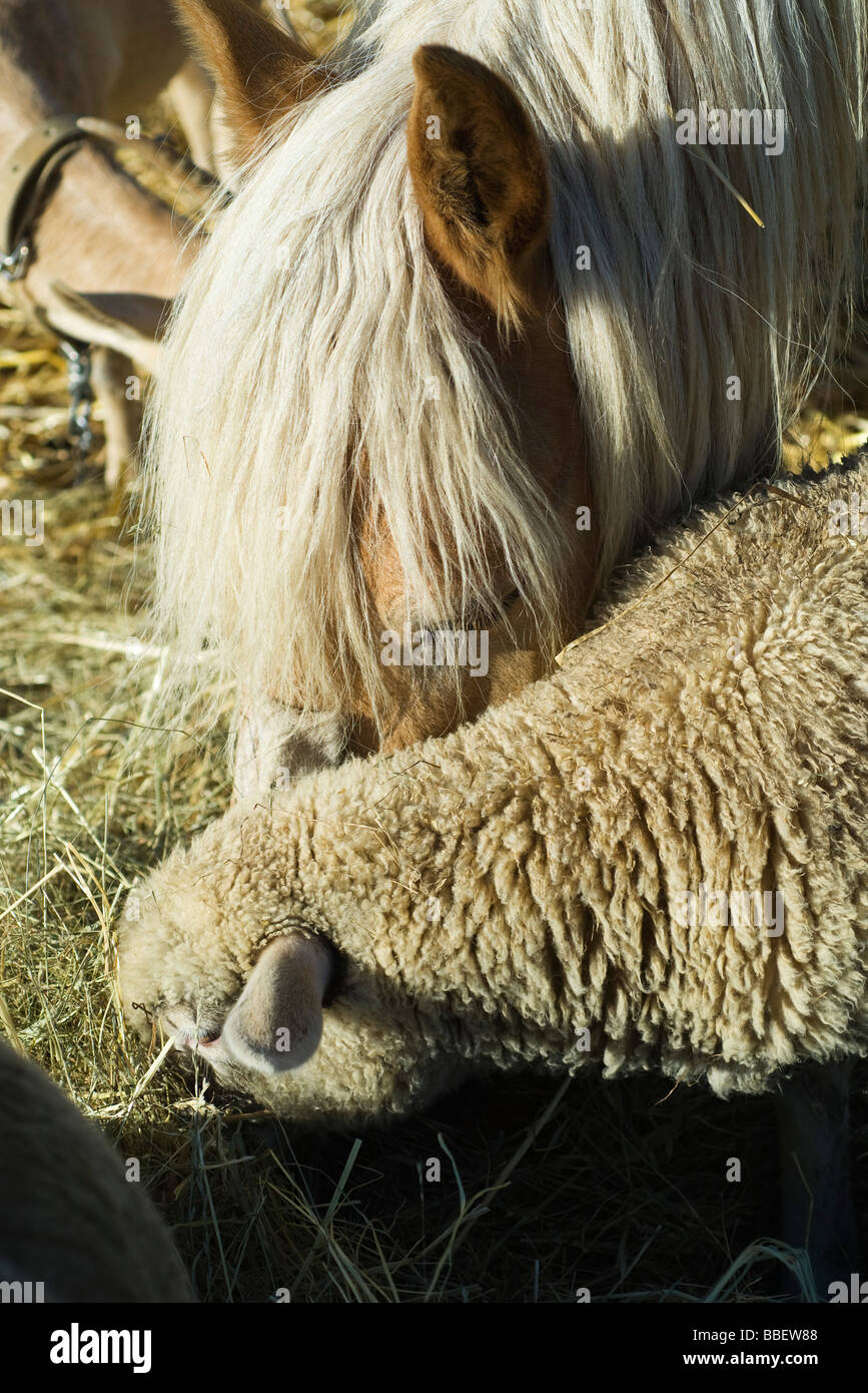 Farm animals eating hay from trough Stock Photo Alamy