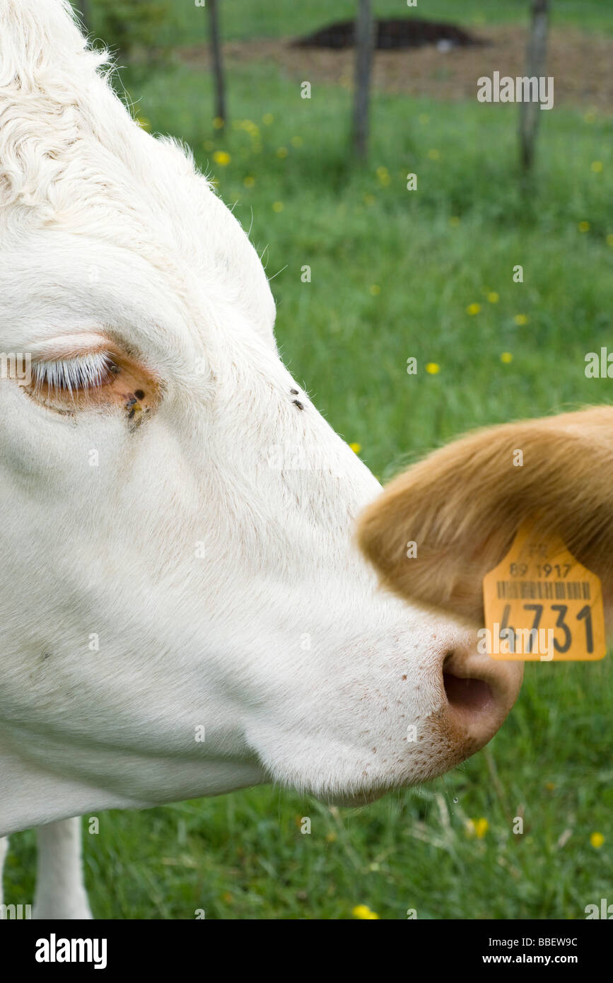 White cow nuzzling another cow's tagged ear, cropped Stock Photo
