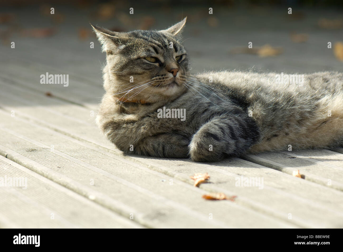 Tabby color hi-res stock photography and images - Alamy