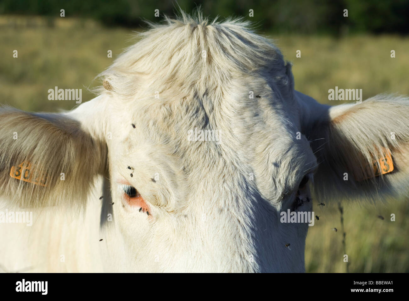 White cow with flies buzzing around its face, close-up Stock Photo