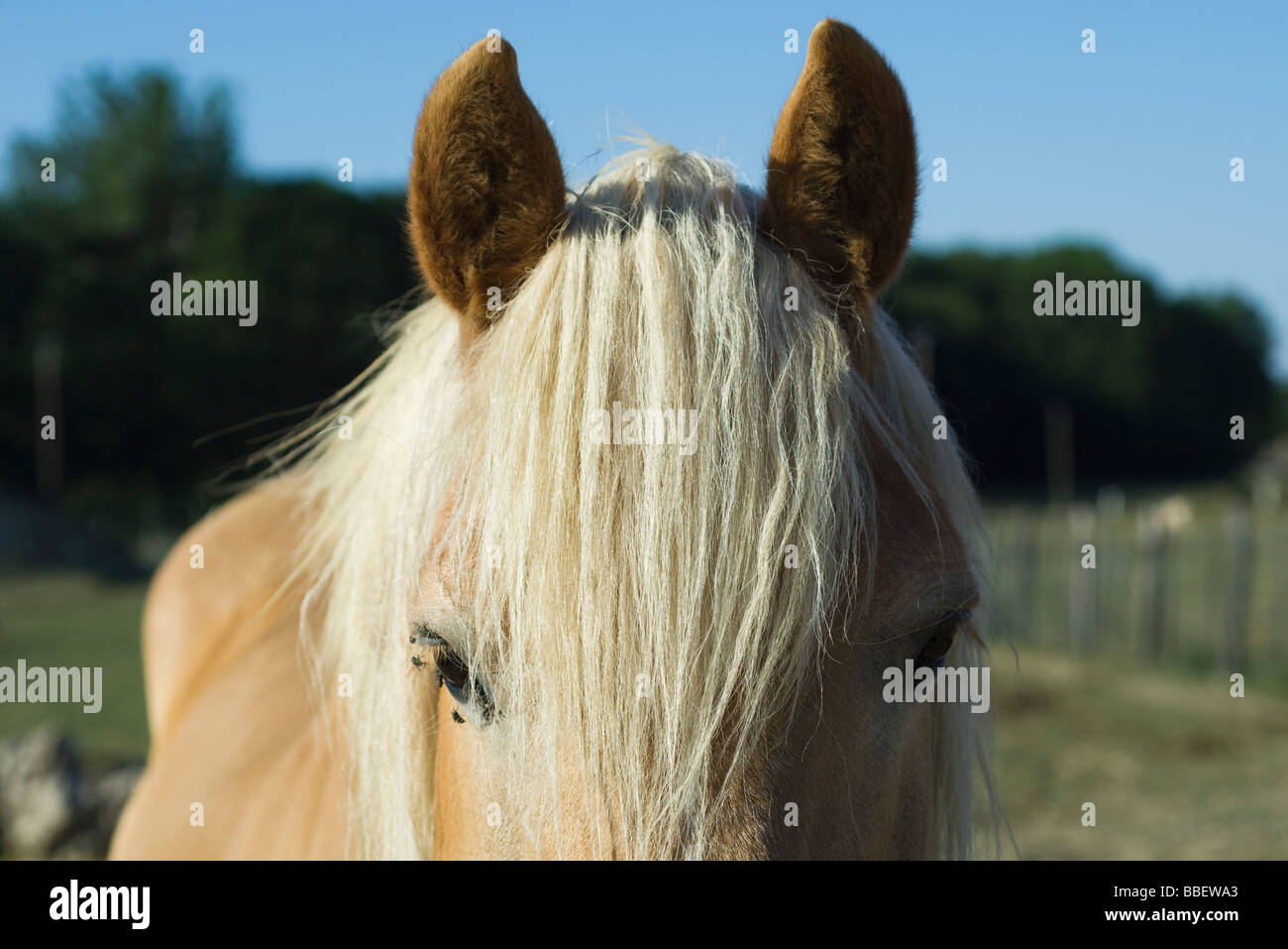Horse with white mane, close-up Stock Photo
