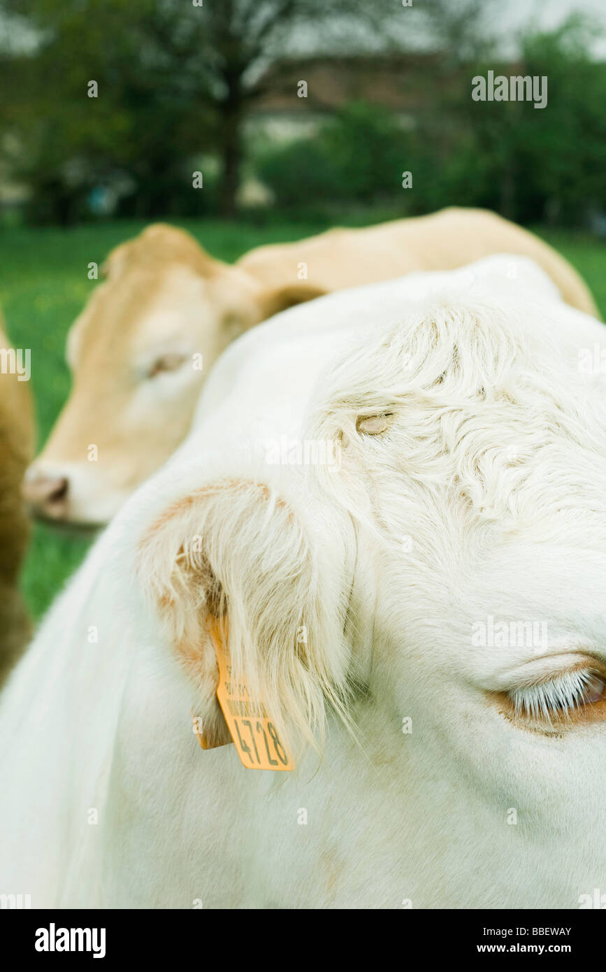 White cow with tagged ear, close-up, brown cow in background Stock Photo