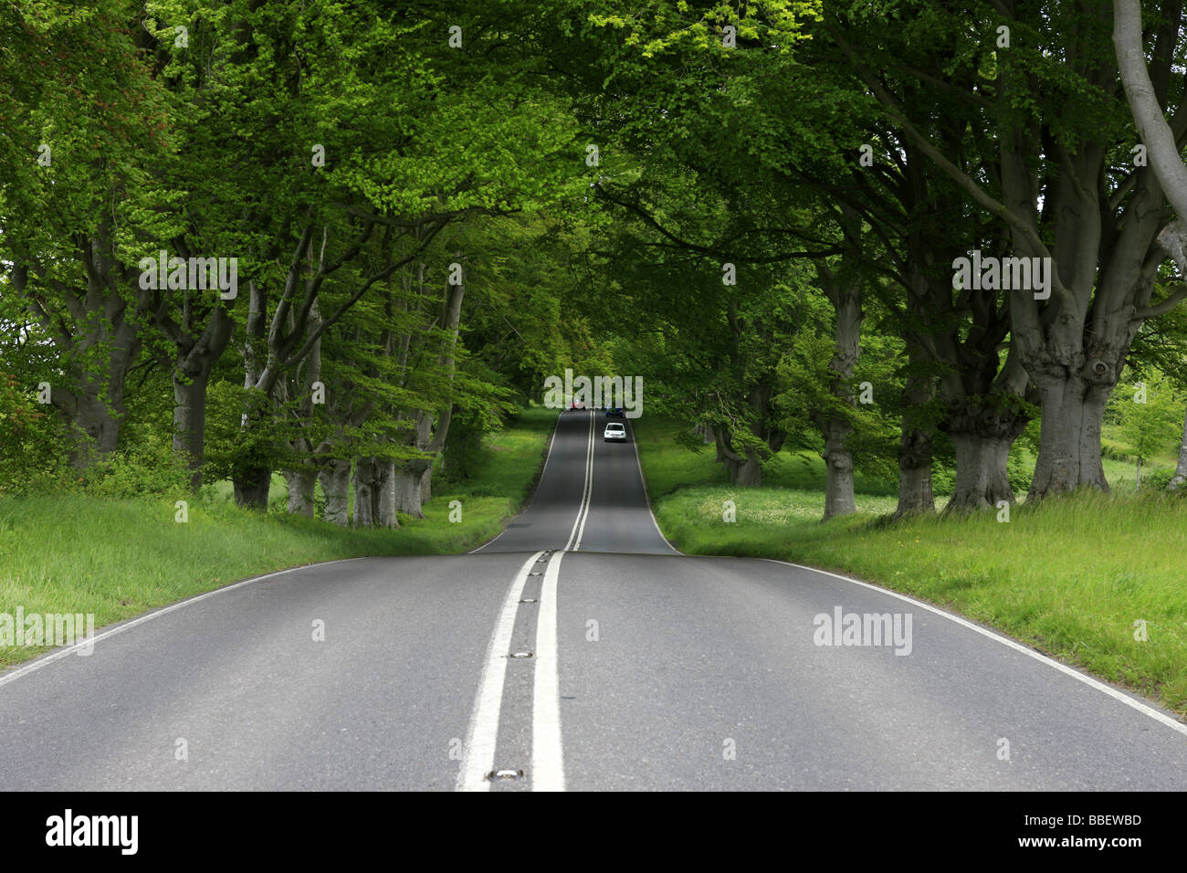 The Avenue Of Trees otherwise known as the B3082 Wimborne Road, Dorset