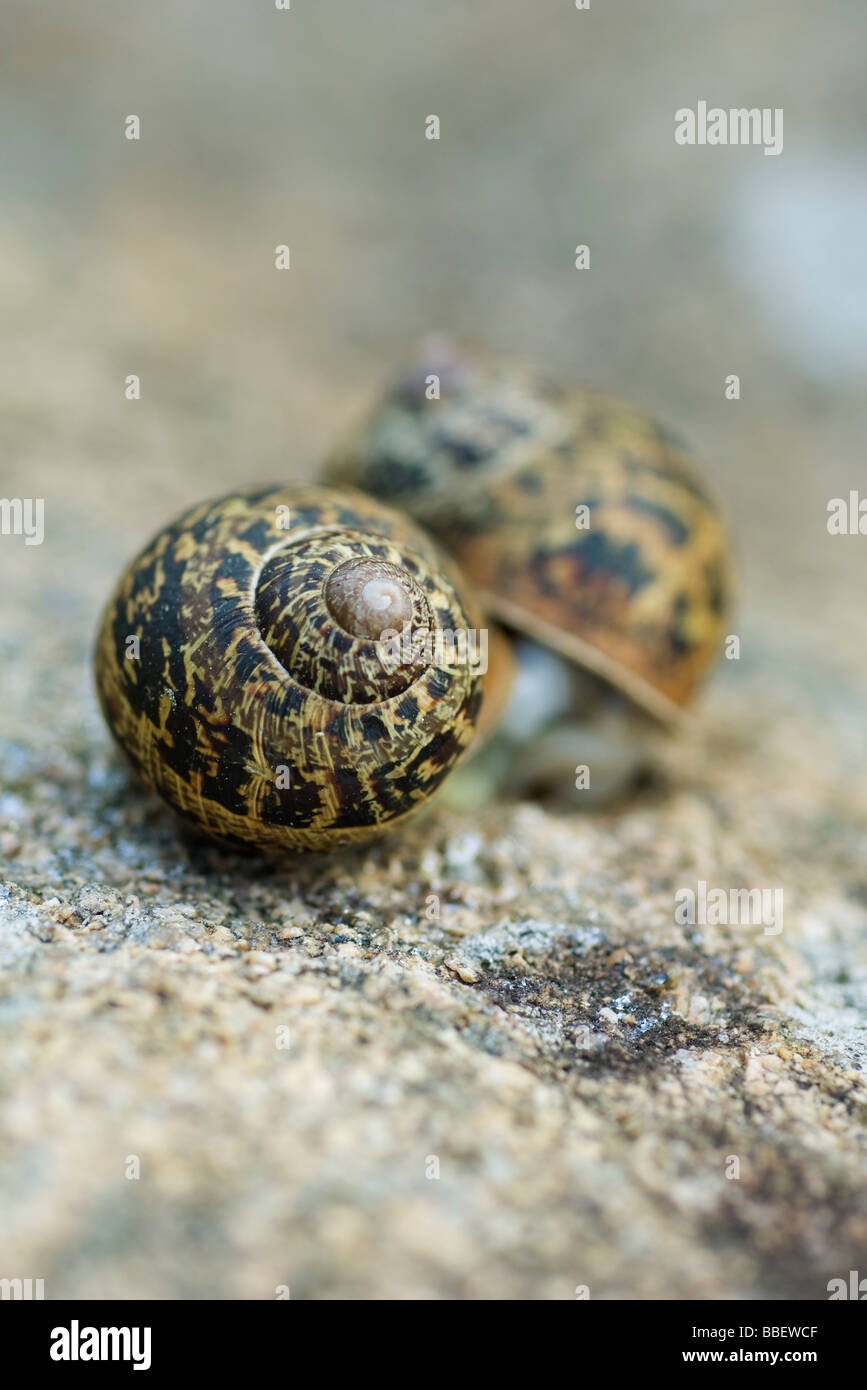 Two snails, close-up Stock Photo
