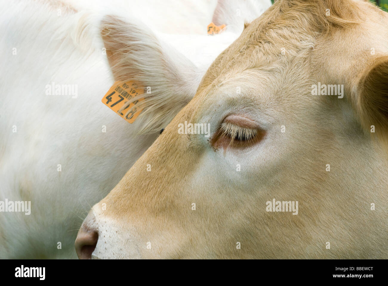 Cow with ear tag, close-up Stock Photo