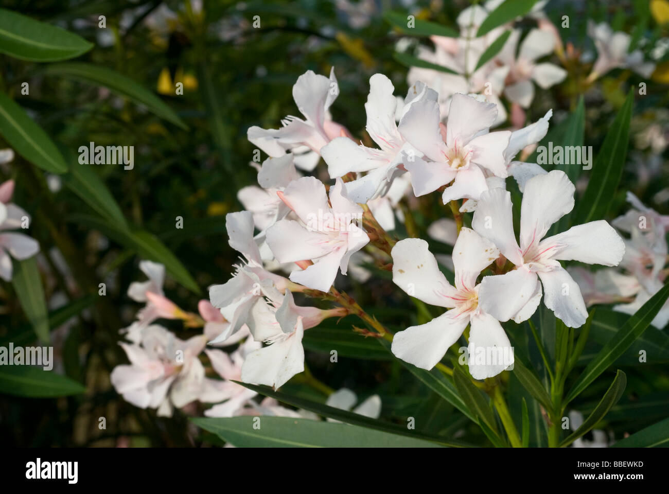 Nerium oleander, oleandro, Apocynaceae Stock Photo