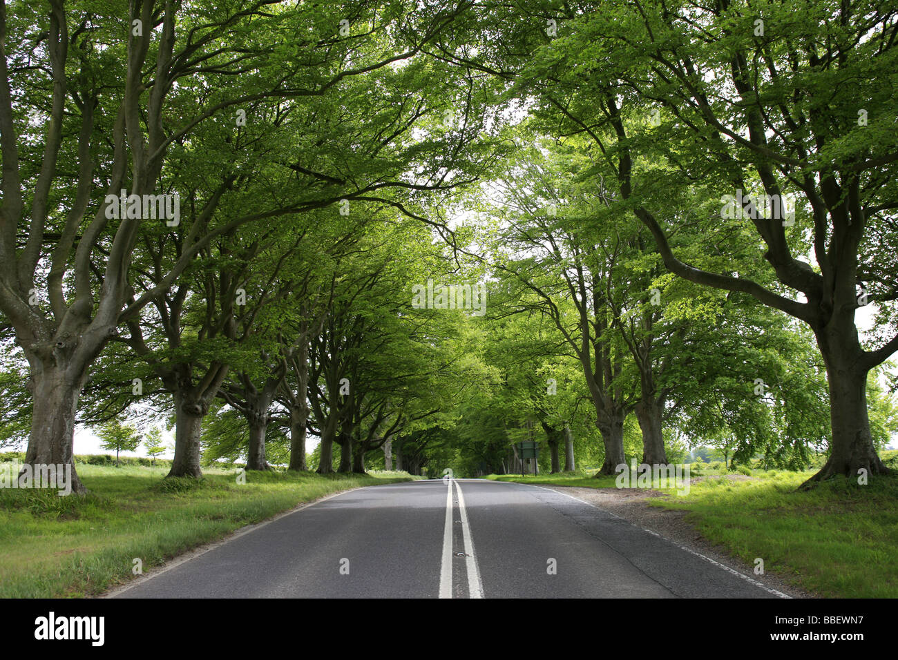 The Avenue Of Trees otherwise known as the B3082 Wimborne Road, Dorset