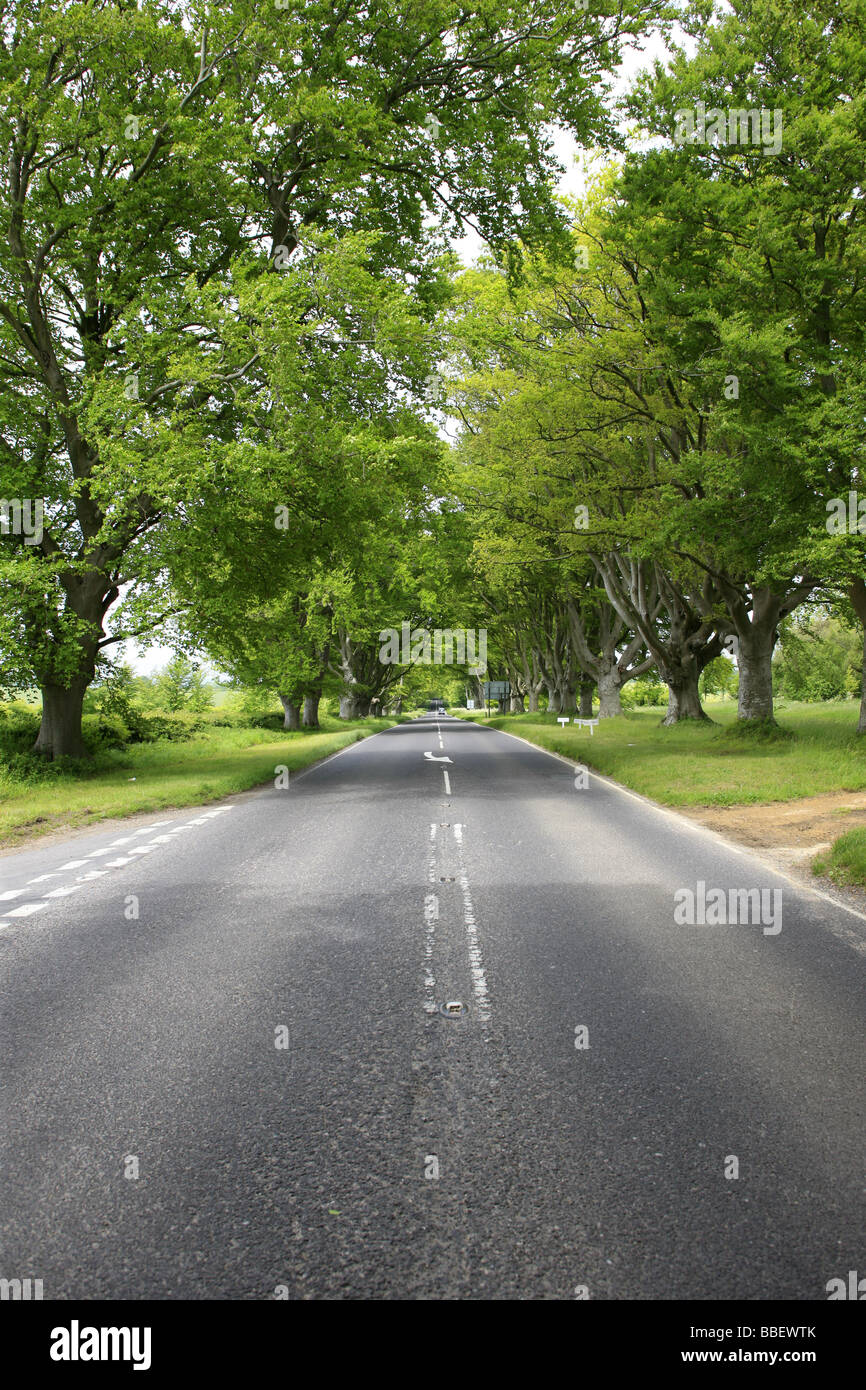The Avenue Of Trees otherwise known as the B3082 Wimborne Road, Dorset