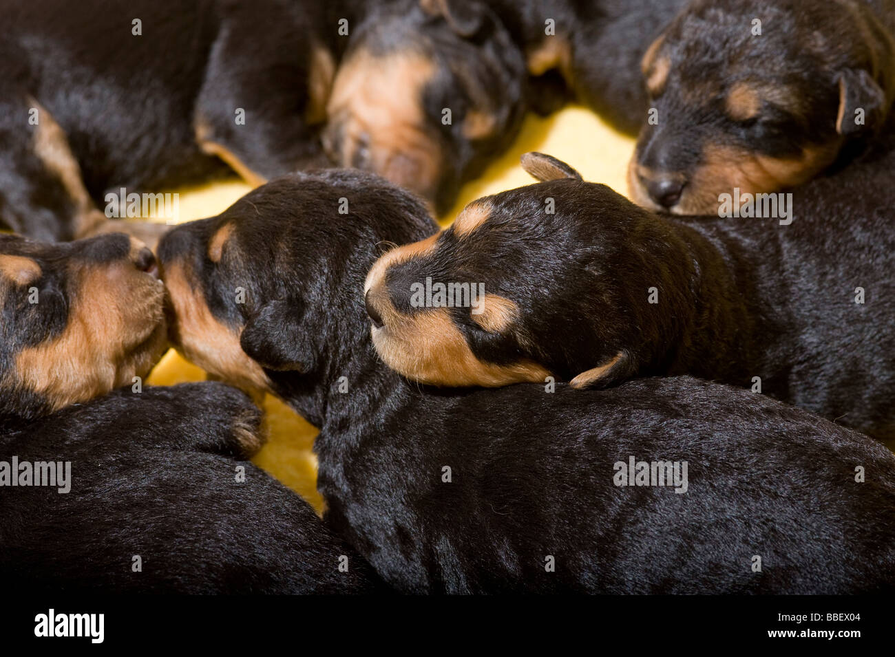 Pile of Airedale puppies Stock Photo