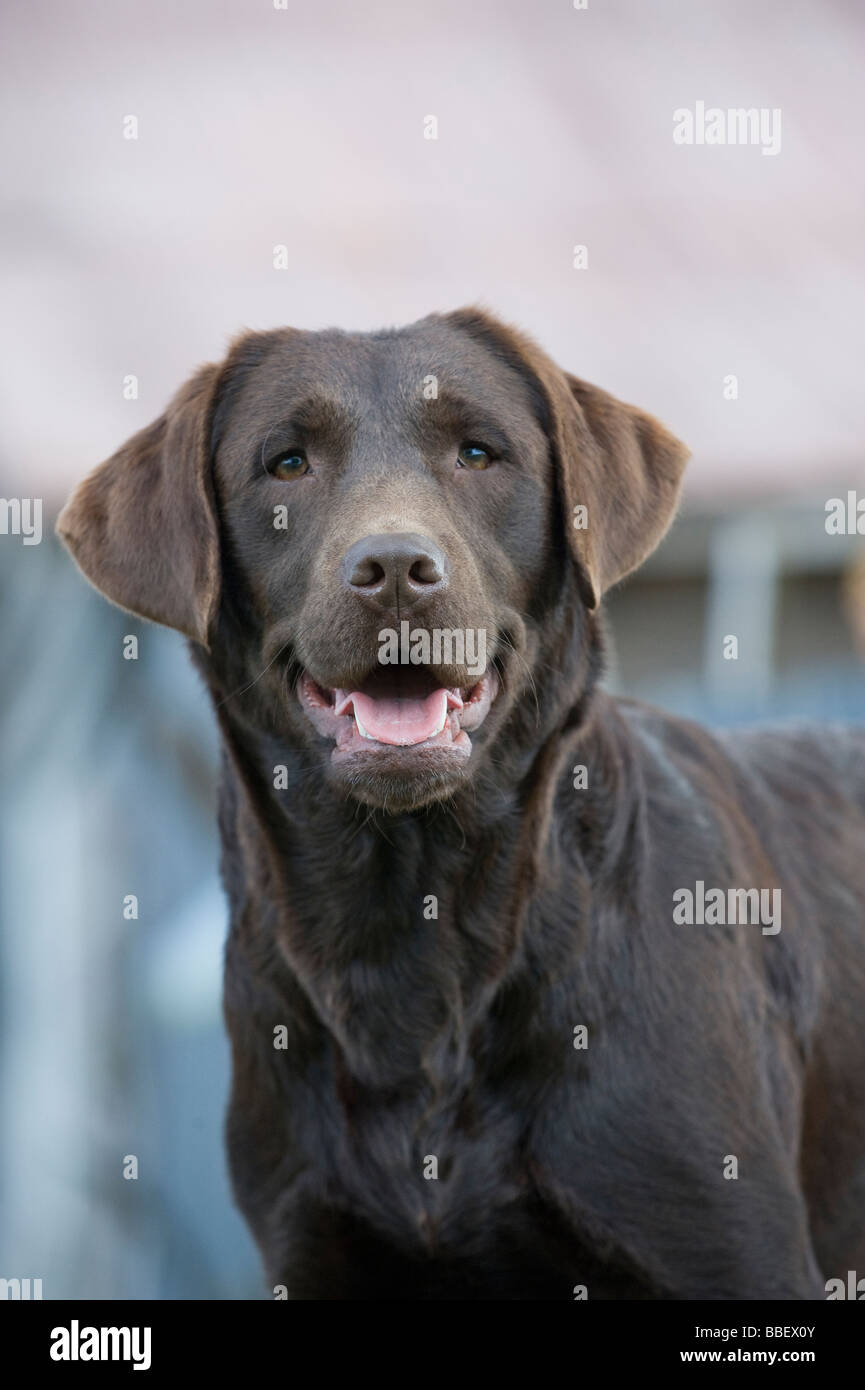 Lab dog brown colour hires stock photography and images Alamy