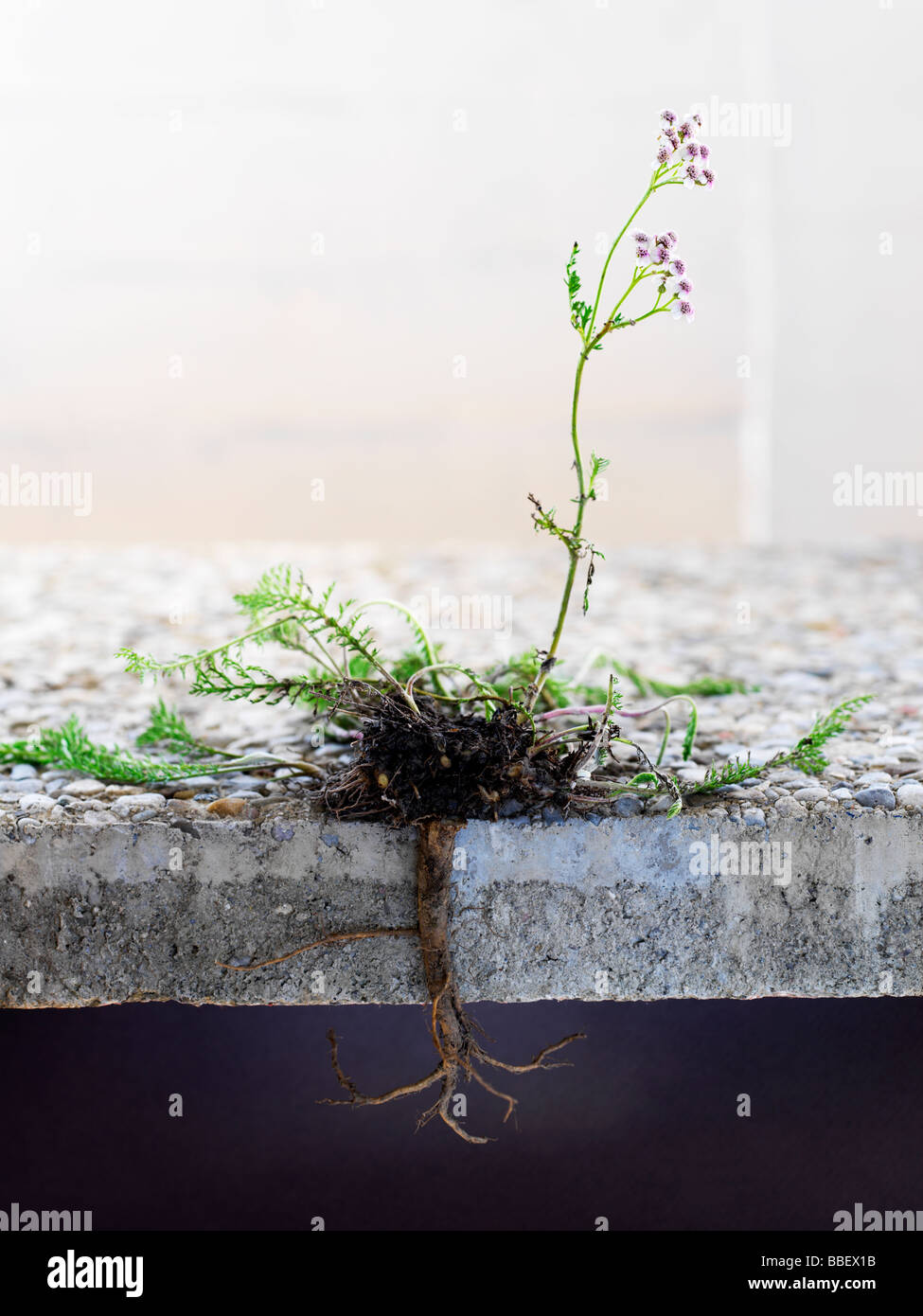 Cross section of a White Yarrow plant growing up through concrete slab