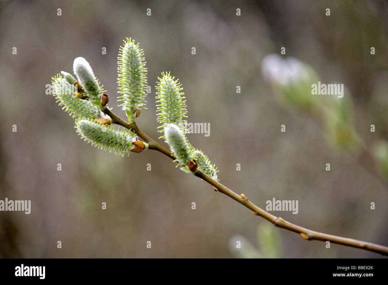 MacKenzie's Willow, Salix prolixa, Salicaceae, Native to California and Western USA Stock Photo
