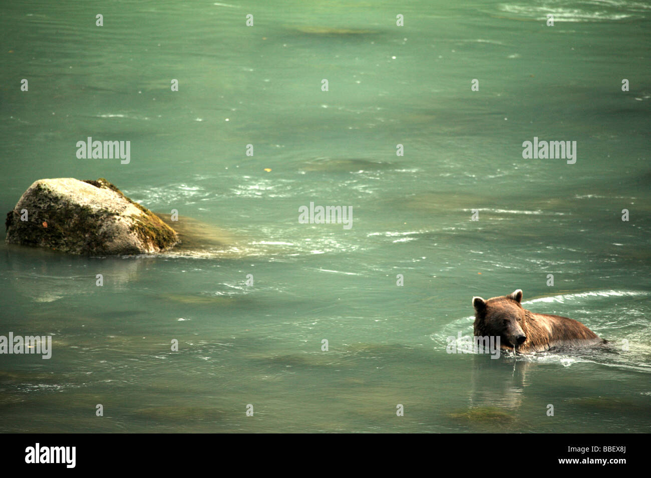 Grizzly bear in river hi-res stock photography and images - Alamy