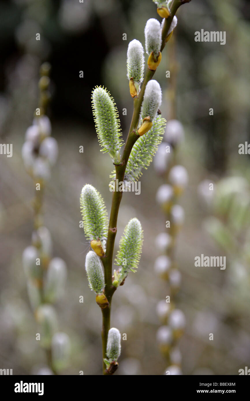 MacKenzie's Willow, Salix prolixa, Salicaceae, Native to California and Western USA Stock Photo
