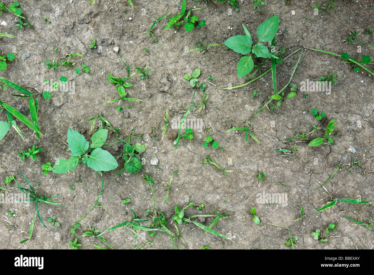 Weeds growing in parched soil Stock Photo Alamy