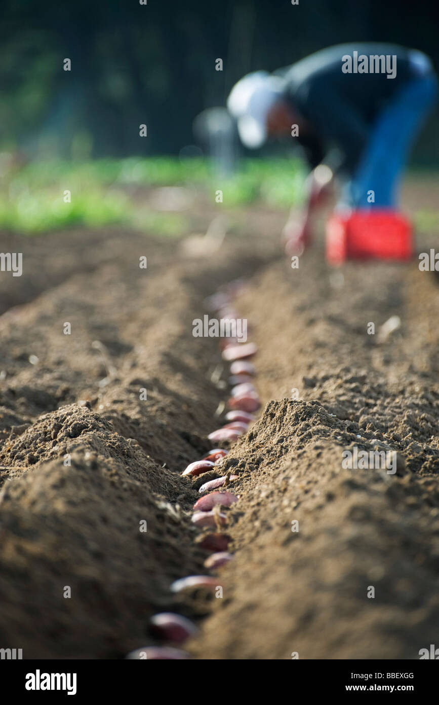 Farmer planting potatoes in row Stock Photo