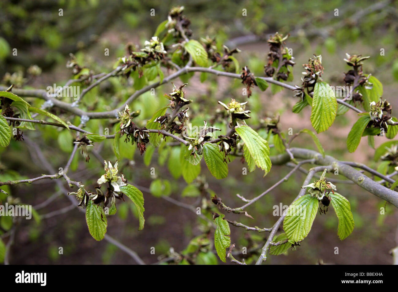 Persian Ironwood Tree, Parrotia persica, Hamamelidaceae, Iran and Caucasus Stock Photo
