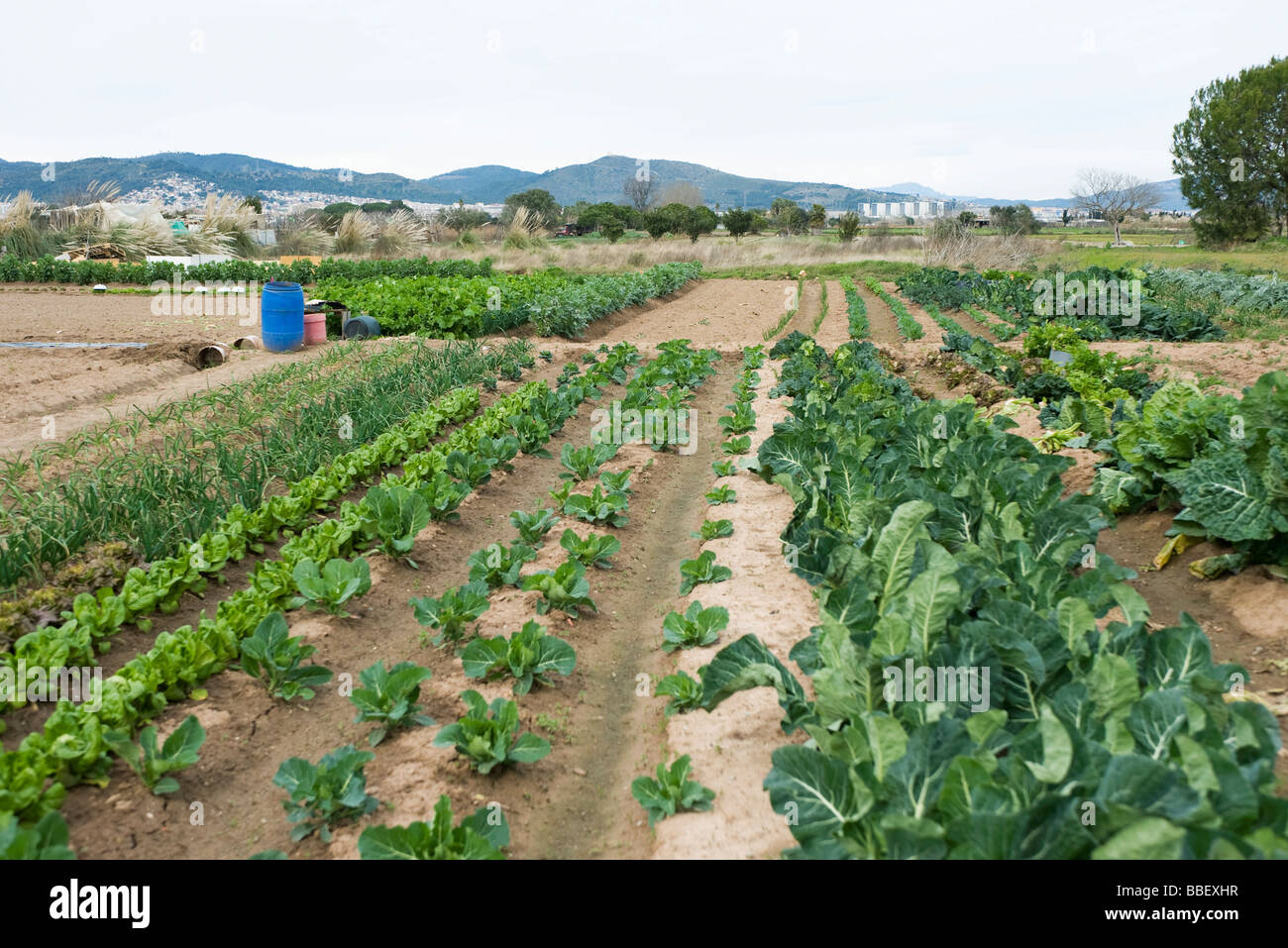 Variety of vegetables growing in field Stock Photo Alamy