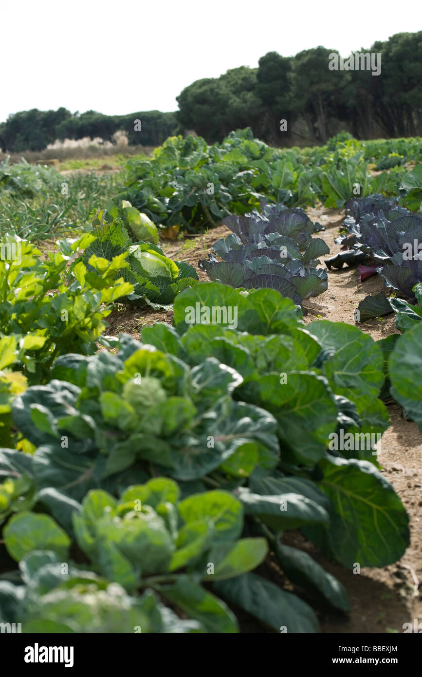 Cabbage, lettuce growing in vegetable garden Stock Photo Alamy