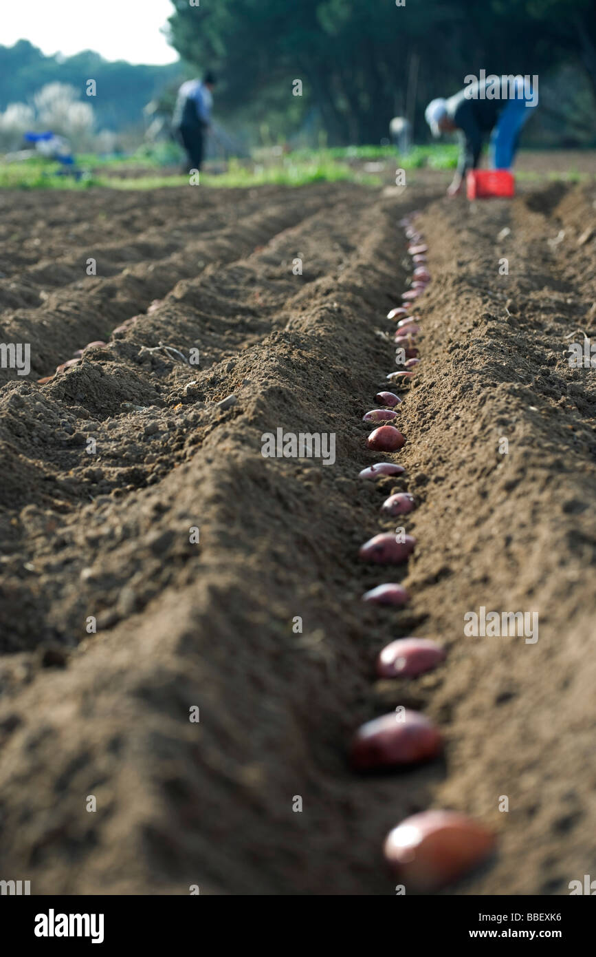 Farmers planting potatoes in plowed field Stock Photo