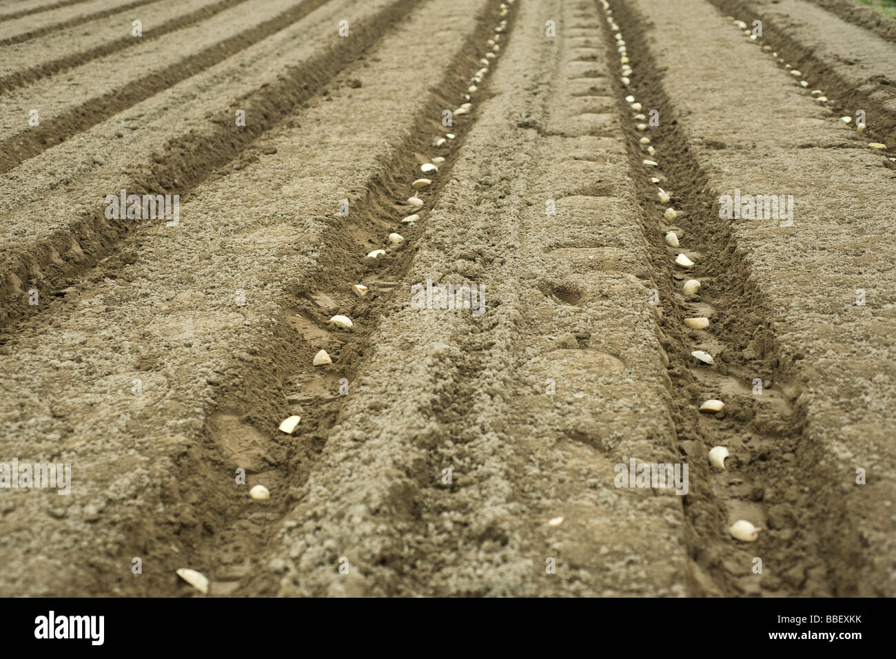 Potatoes planted in neat furrows Stock Photo