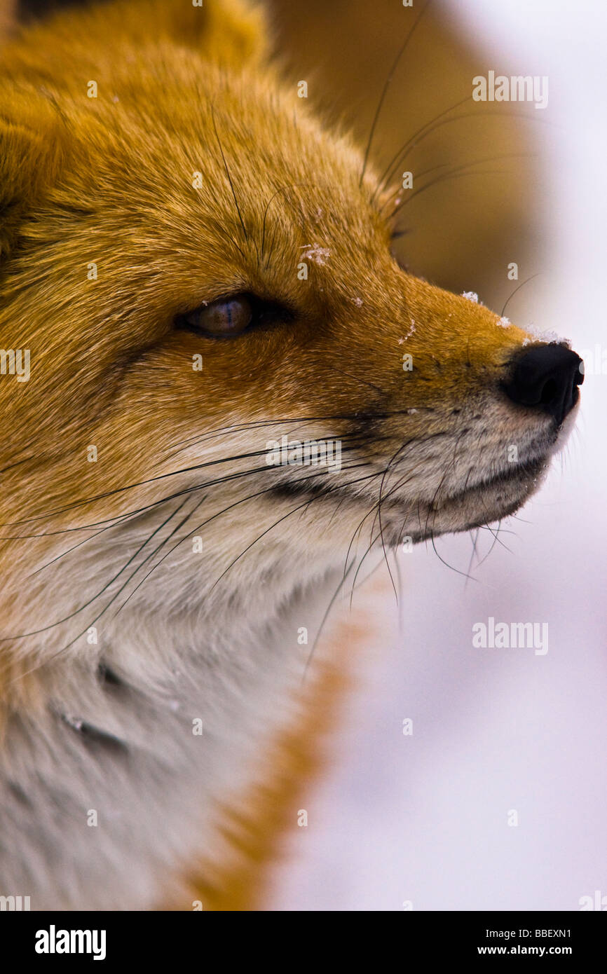 Fox nose hi-res stock photography and images - Alamy