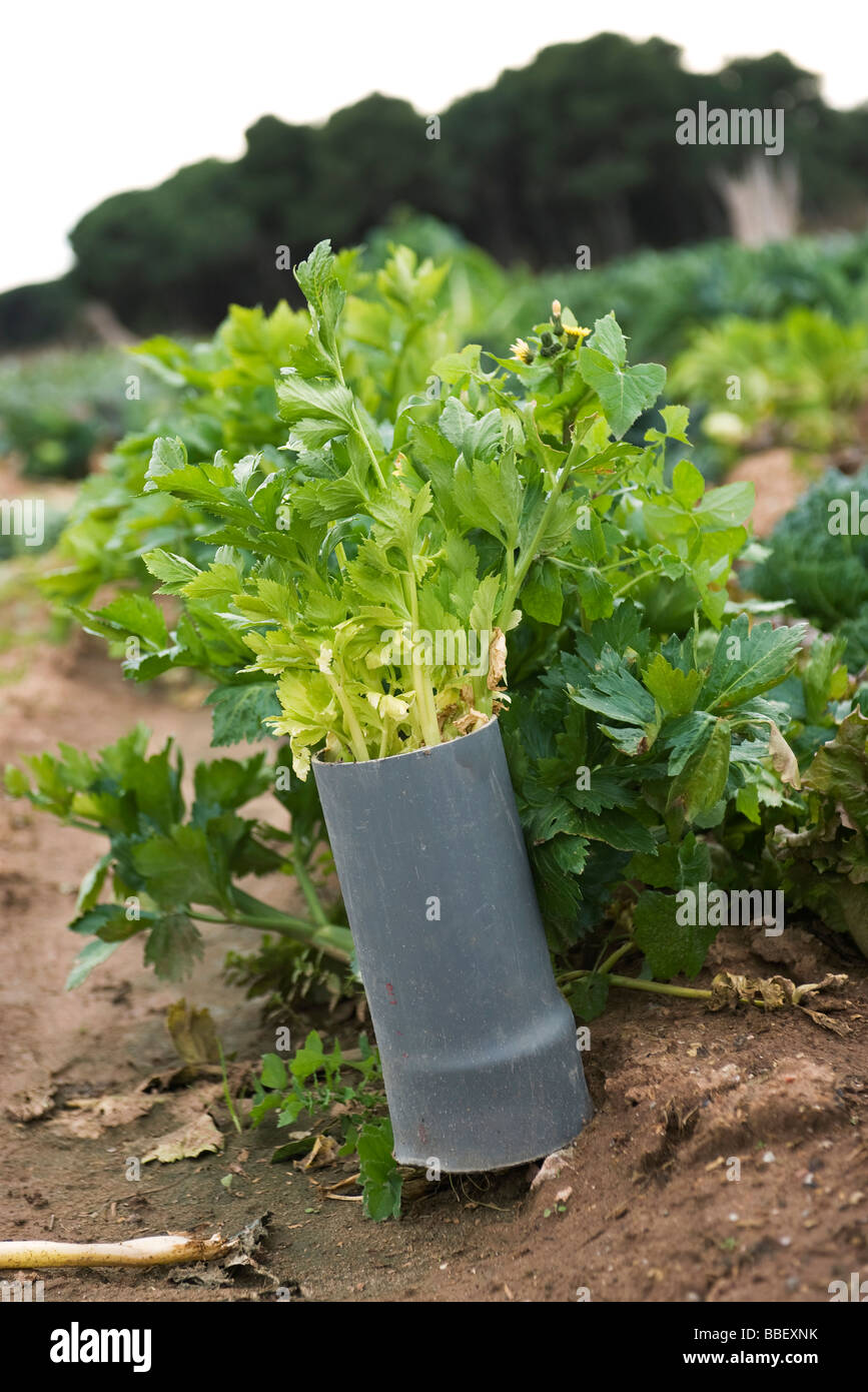 Celeries garden hi-res stock photography and images - Alamy