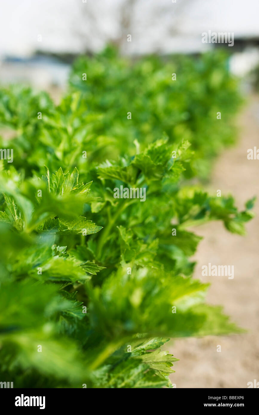 Leafy tops of celery stalks growing in vegetable garden Stock Photo Alamy
