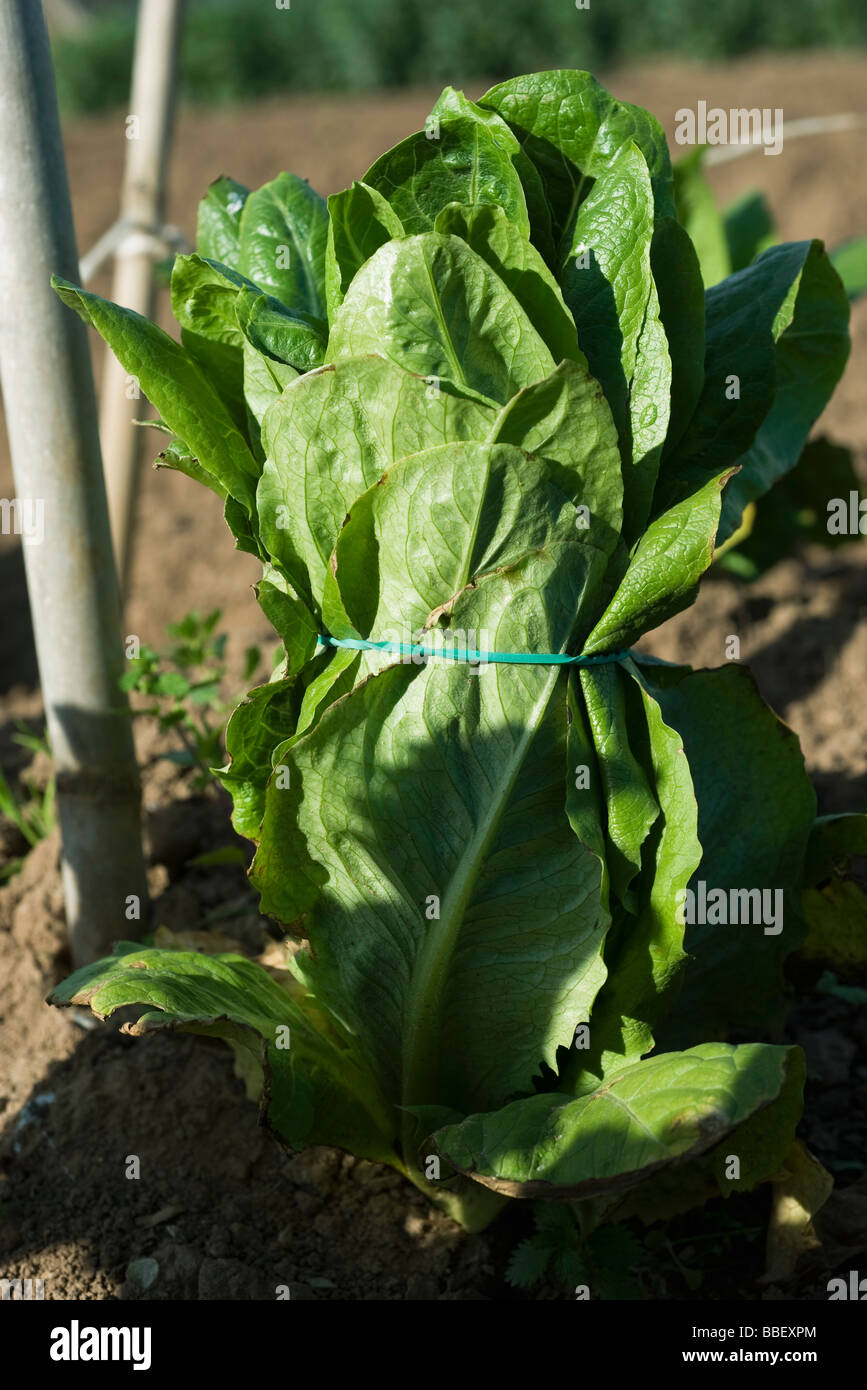 Head of lettuce bound with rubber band ready to be picked Stock Photo