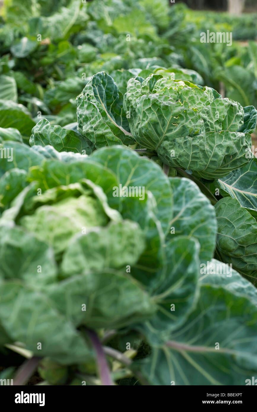 Cabbages growing in vegetable garden Stock Photo Alamy