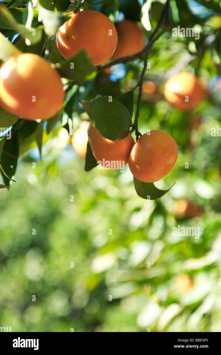 Oranges ripening on branch Stock Photo Alamy