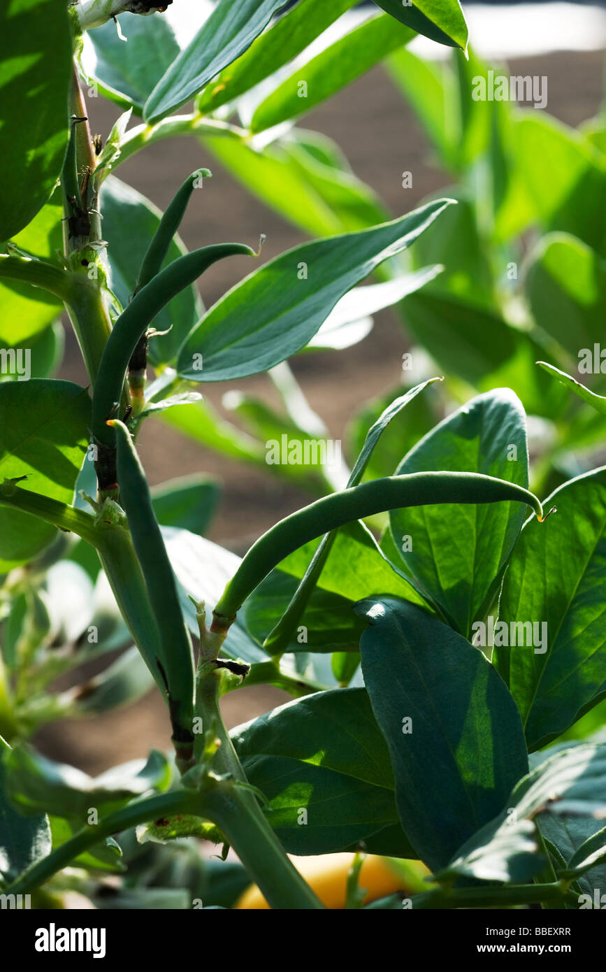 Broad bean plant, closeup Stock Photo Alamy