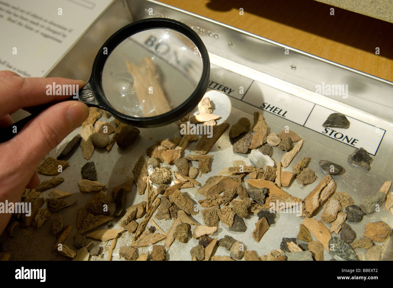 Fossil display at the Pembina State Museum, Pembina, North Dakota Stock