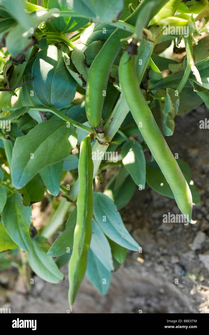 Broad bean pods growing on stalk Stock Photo Alamy