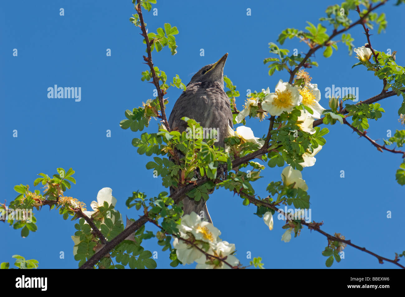 spring time young blackbird black bird Eurasian TURDUS MERULA sittin in a flowering bush tree sing singing springtime sun sunny Stock Photo