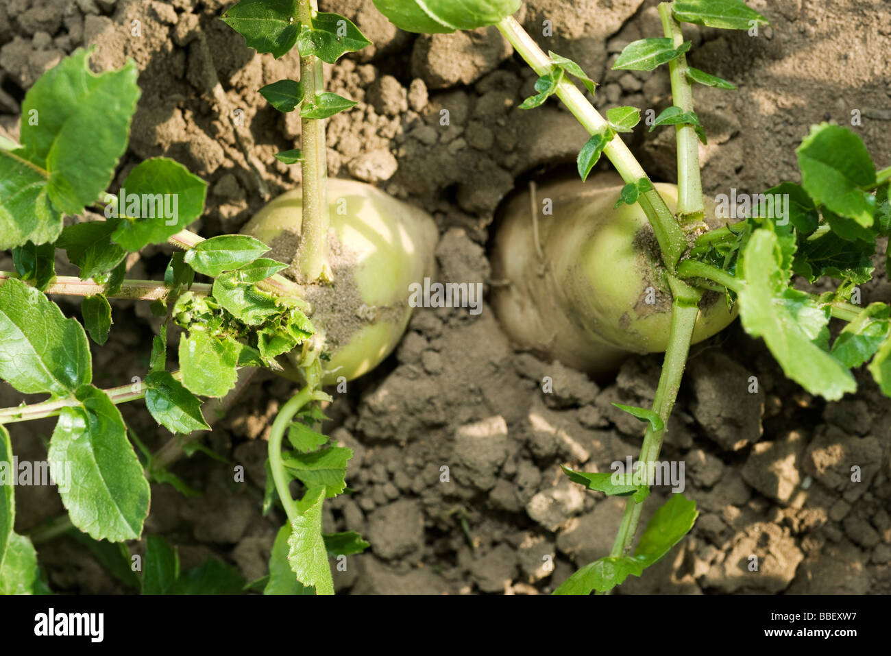 Turnips growing in vegetable garden, viewed from above Stock Photo Alamy