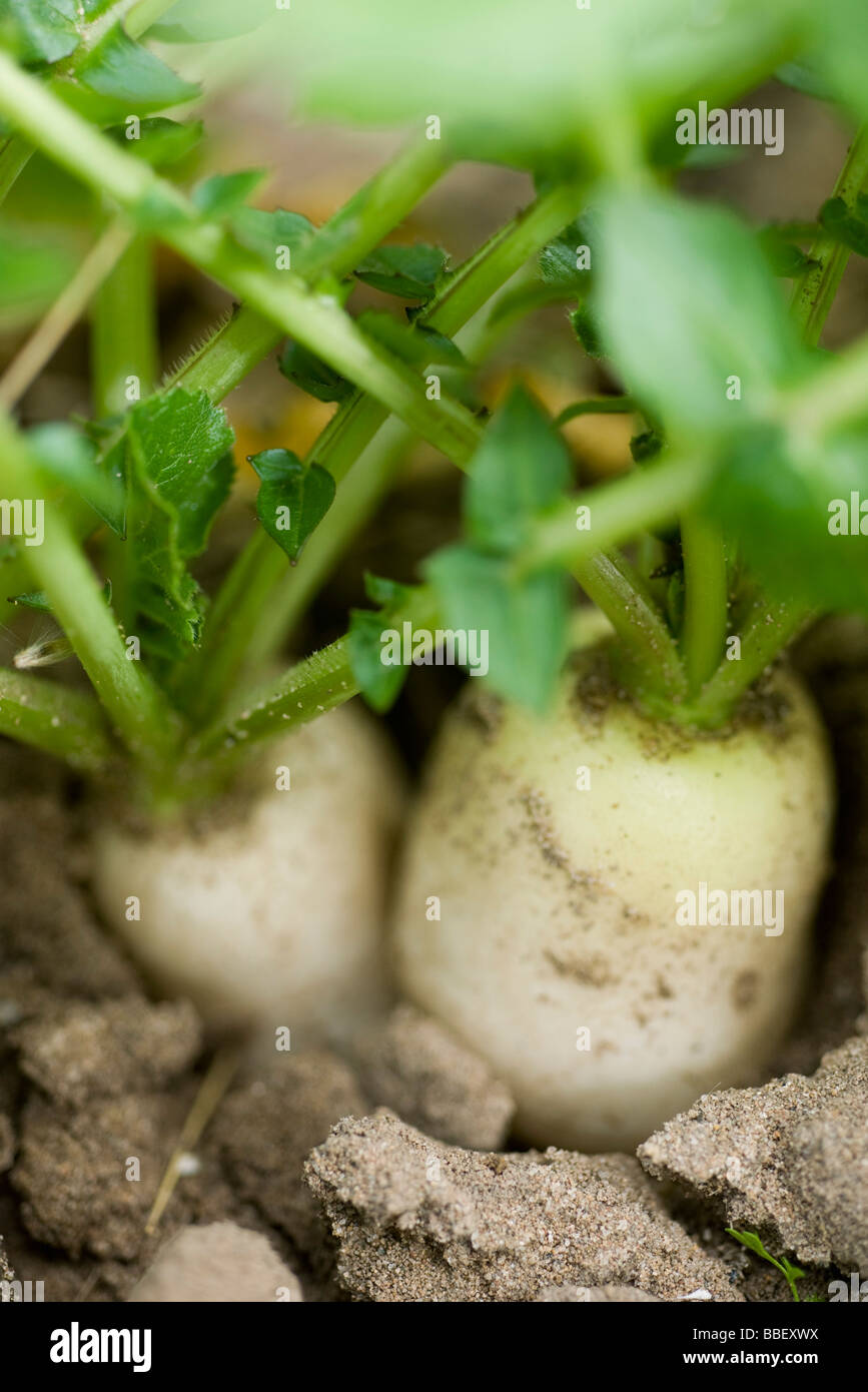 White turnip farming hires stock photography and images Alamy