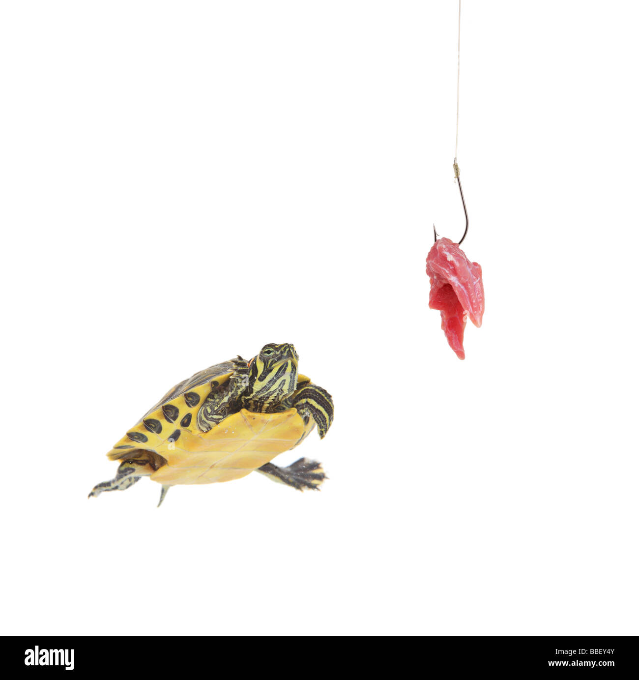 Pond turtle and a fishing hook with meat Stock Photo