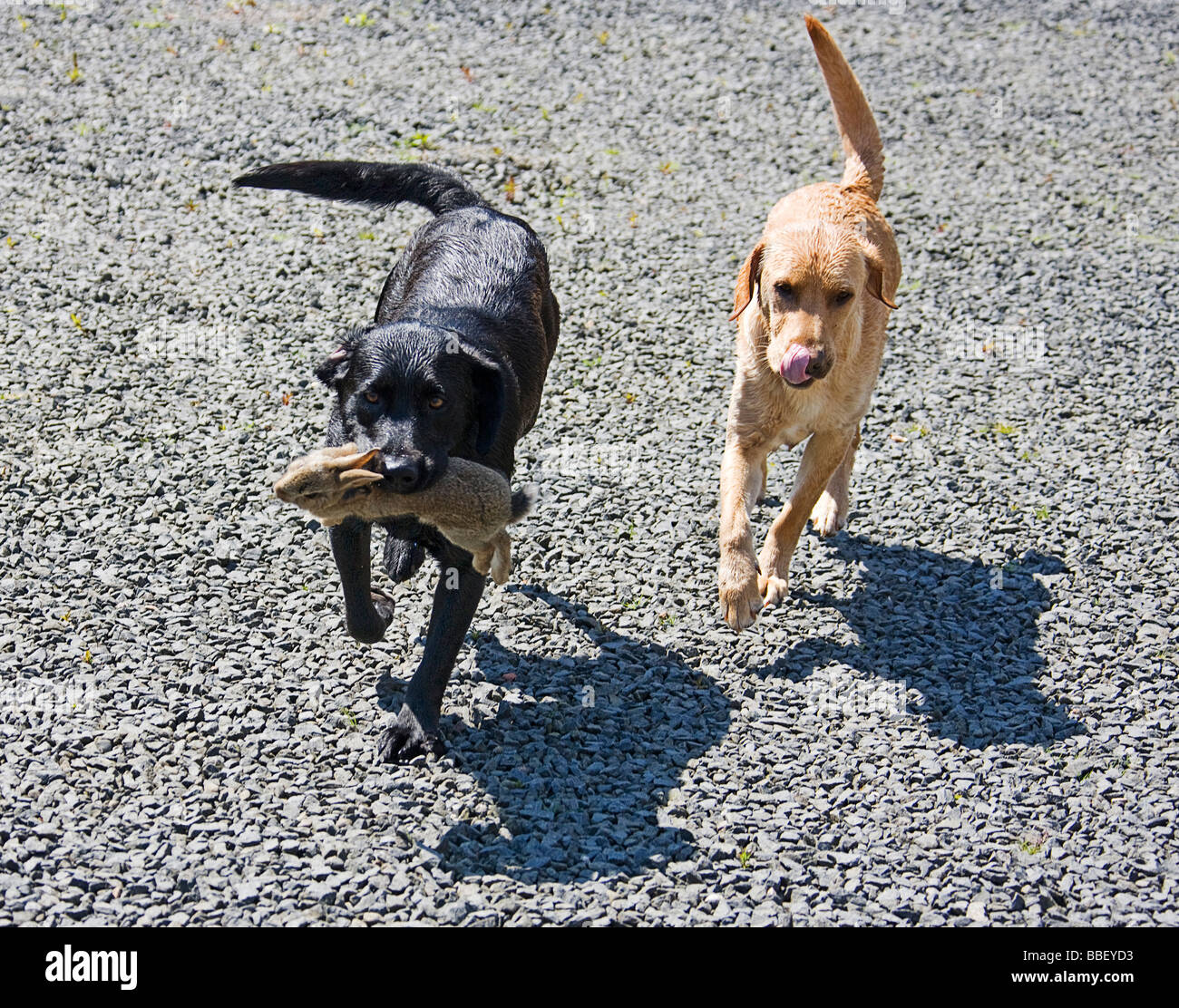 Two gun dogs bringing home a rabbit. Stock Photo
